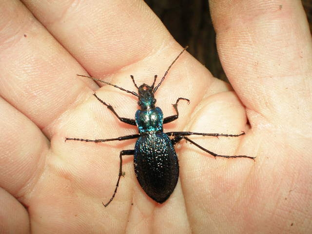 Carabus (Chaetocarabus) intricatus (Col., Carabidae)